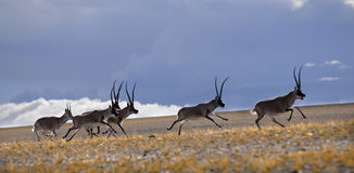thivet antilope